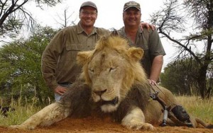 Cecil, le lion célébre du Zimbabwe, tué par un dentiste américain