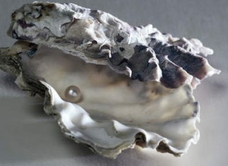 Il trouve dix perles dans une huître !