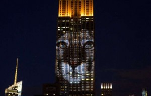 L’Empire State Building s’illumine pour le lion Cecil  (VIDÉO)
