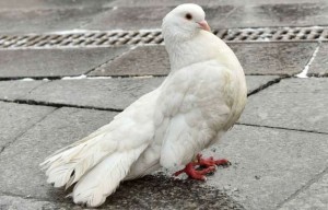 Un pigeon se fait arrêter pour trafic de drogue !