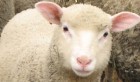 L’ODC aux vendeurs des moutons du sacrifice: Baissez les prix