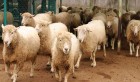 Tunisie – Béja: Interdiction de vente des moutons suspectés de contrebande