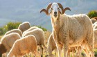 Plus de 80 moutons mis en quarantaine, guéris de la peste à l’Ariana