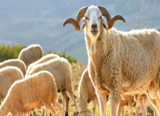 Tunisie: Aid El Idha, le 12 septembre, selon l’INM