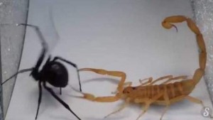 VIDÉO : Scorpion vs araignée, le combat du siècle !