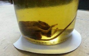 Souris trouvée dans une bouteille d’huile, une enquête est en cours
