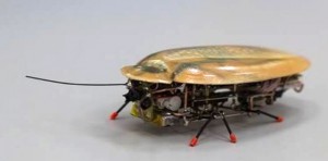 VIDÉO : Un robot-cafard, la dernière invention russe !