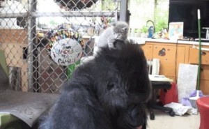 VIDÉO : Un gorille adopte deux chatons !