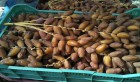 Tunisie: Vente de dattes de qualité supérieure à 7dinars le kg