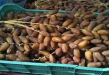 Deglet Nour en tête : 85,7 % des exportations tunisiennes de dattes