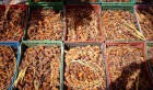 Ariana: Saisie de 11 tonnes de dattes impropres à la consommation