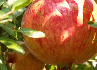 Béja: Les producteurs de Testour veulent leur office des grenades