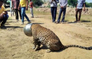 VIDÉO : Un léopard a eu chaud pendant 4H