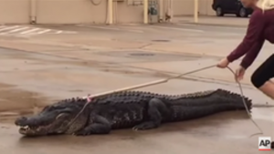 VIDÉO : Un alligator fait son shopping dans un centre commercial !