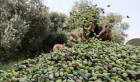 Initiation de 150 enfants à la cueillette des olives à Sidi Bouzid