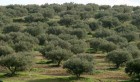 Tunisie: Vers la plantation de 50 mille hectares d’oliviers