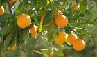 Tunisie : Les rumeurs sur les oranges démenties
