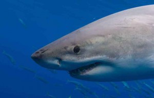 Australie : Un nageur blessé par une attaque de requin
