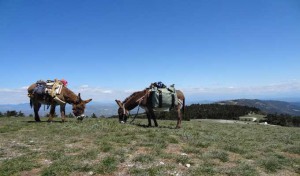 Tunisie: L’Armée découvre deux bêtes de charge transportant des mines antichar et antipersonnel