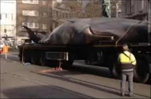 VIDÉO : Une baleine qui se balade en pleine rue de Liège !