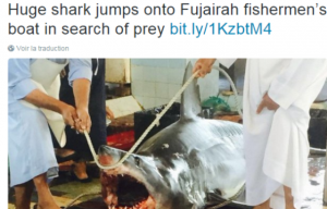 Un requin blanc bondit sur un bateau de pêche et attaque un marin aux Emirats !