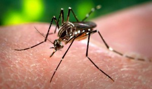 Zika: Première femme enceinte atteinte du virus en Europe
