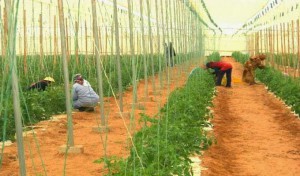 Sidi Bouzid : vers la création d’une banque de semences pour surmonter les difficultés agricoles