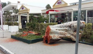 Affaire d’eucalyptus: 3 mois de prison requis contre le propriétaire du salon de thé !