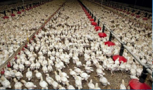 Tunisie : Secteur avicole: Un accord sur l’adoption du système de quotas