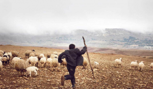 Kasserine – Mghila : Des bergers retenus puis relâchés par des terroristes