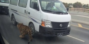 VIDÉO : Un tigre se balade en liberté dans les rues de Doha !