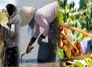 Tunisie: 53% des femmes rurales ne comptent pas voter lors des prochaines municipales