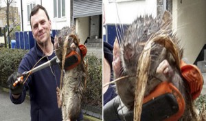 Découverte d’un rat géant près d’une cour d’école à Londres !
