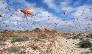 Tunisie : Le gouvernement organise une campagne de lutte contre les sauterelles