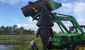 Un alligator géant de 4,5 mètres de long abattu par un fermier en Floride