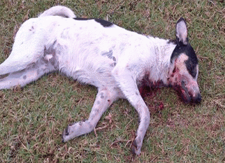 Tunis : intensification de l’abattage des chiens errants et du plan de lutte contre les insectes
