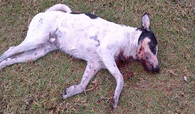 Tunis : intensification de l’abattage des chiens errants et du plan de lutte contre les insectes