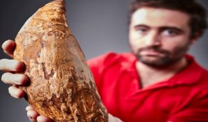 Australie : Découverte d’une dent géante de cachalot datant de cinq millions d’années