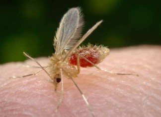 Sidi Bouzid : Plan régional pour la lutte contre la leishmaniose cutanée