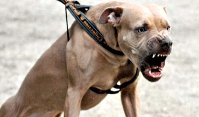 Tunisie : Des chiens dressés pour participer à des braquages ?