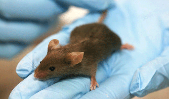 La souris pourrait guérir le bégaiement!