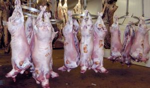 Tunisie: Saisie à Ben Arous de 23,4 tonnes de viandes rouges impropres à la consommation