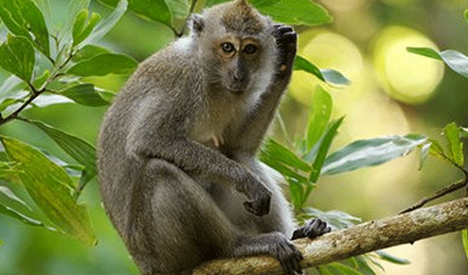 Tunisie : Un singe sème la panique à la Cité Mahrajene