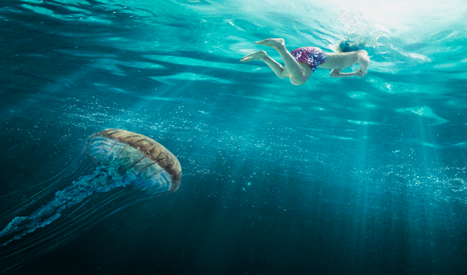 la prolifération des méduses dans les plages du gouvernorat de médenine n’est pas inquiétante