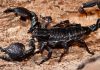 Kalâa Kebira : une fillette piquée par un scorpion, les habitants alertent sur l’état de l’oued