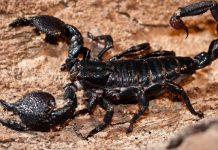Kalâa Kebira : une fillette piquée par un scorpion, les habitants alertent sur l’état de l’oued