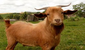 Côte d’Ivoire: 20 ans de prison pour avoir volé une chèvre