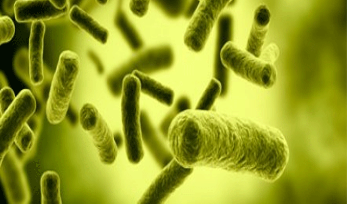 La peste revient en Tunisie !