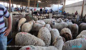 Manouba-Aid Al Idha : Point de vente de moutons au kilo à Oued Ellil