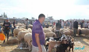 Tunisie: Attendre ou pas le week-end pour acheter le mouton de l’Aid